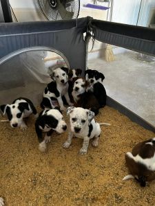 Rehome 8wk old Aussie Shepard & Pitbull Mix Puppies