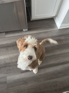 Bernedoodle puppy