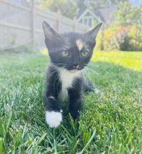 Kitten for rehoming!