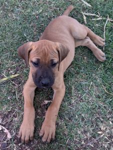 South African mastiff( Boerboel) & Ridgeback crossing puppies for sale