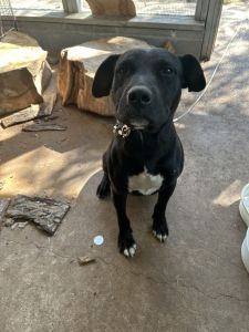 Zulu Pitt/lab mix for free