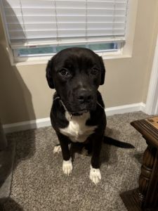 Female black lab and pit bull mix