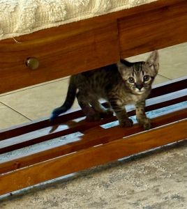 Half breed Savanna kitten