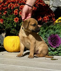 TN Rescue puppy Castaway