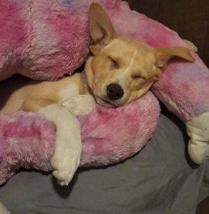 Help Roxanne Find Her Forever Home