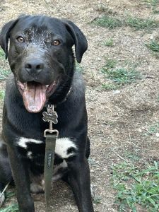 Bernie needs a new home Pyranees/Pitbull mix