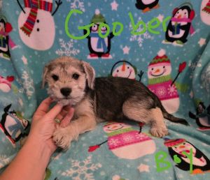 Chizer (miniature schnauzer chihuahua)