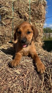 Puppy up for adoption!!