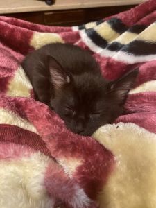 Female kitten for sale!