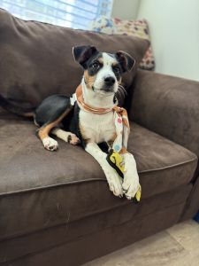 🌶️ Meet Pepper — The Sweetest Spice in the Mix