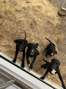 Adorable Mixed Puppies