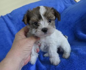 Morkie puppies, Tiny