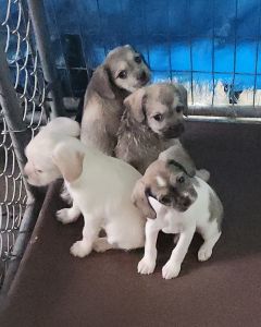 Froodle Frenchie/poodle