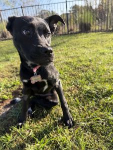 Female Labrador/Bull Dog Mix
