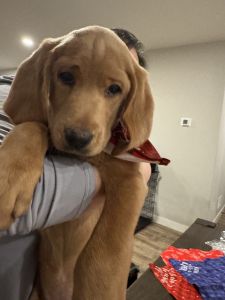 Pretzel: labradoodle and goldendoodle mixed