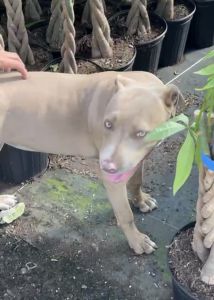 Sweet 6-Month-Old Female Puppy Needs Loving Home ASAP