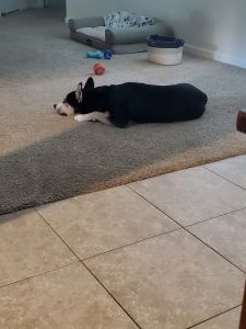 Sweet Fur baby in need of new home