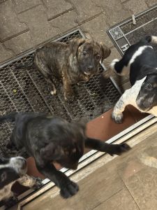 2 Border Collie Mix Weibchen