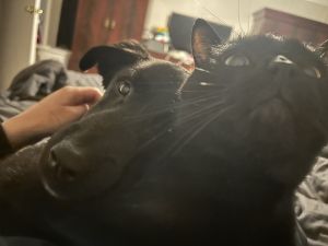 7 month Shepard Mix needed to be rehired