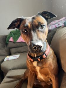 Pitbull mix for rehome