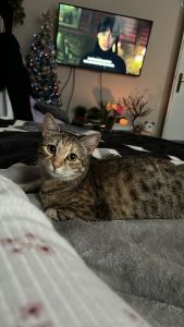 Adopt Hera – Gentle Cat Looking for a Loving Home in Belgrade