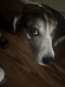 need her at a good home.