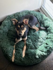 Rehoming 11 month old mixed pup