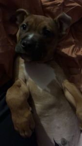 pitbull boxer in need of rehoming asap