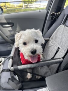 lieber Hund sucht ein neues Zuhause.