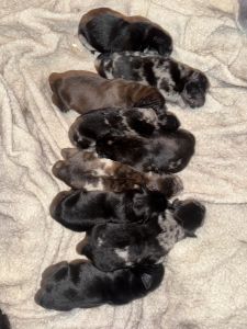 Chow Australian Shepherd Puppies