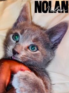 ✨ Tiny Gentleman Looking for His Forever Home ✨