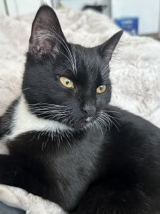 Lovely kitten 4 Month looking for a home in Berlin