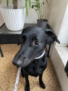 Dog looking for happy adoption