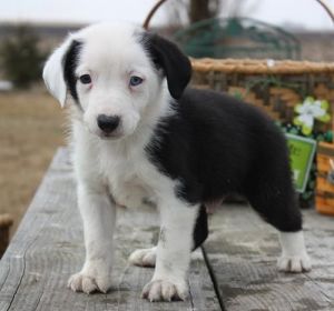 Bested Mixed Breed Puppies for your homes