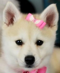 Florida --- We Ship Tcups / Tiny Toys