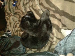 Female lab/german shepherd mix puppy