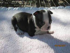 frenchtons french bulldog/boston