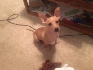 Chihuahua mix - all shots and neutered