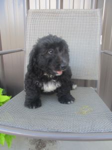 Jack Mini Bernadoodle