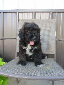Domino Mini Bernadoodle