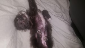 poodle blue terrier puppy