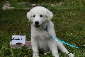 Saint Bernard/Great Pyrenees Puppies