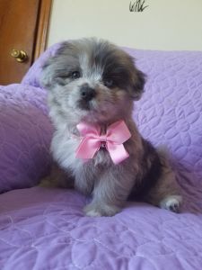 Shih-Pom : Blue Merle