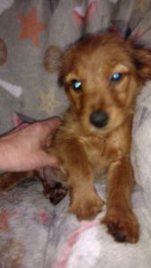 Cavorki Cavalier Yorkie mix.