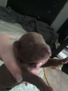 shar - pei and pitbull mixed puppies