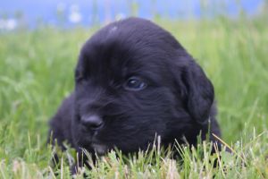 Newfoundland/Saint Bernard Puppies