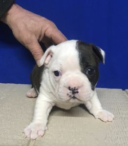 Bulldog Mix Puppies