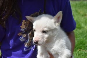 Husky, Aussie & Border Collie mix