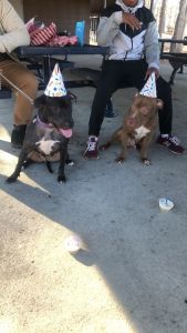 1 year old Female Black Lab Mix