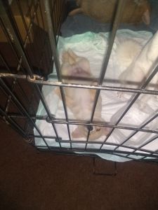 You looking a new best friend?